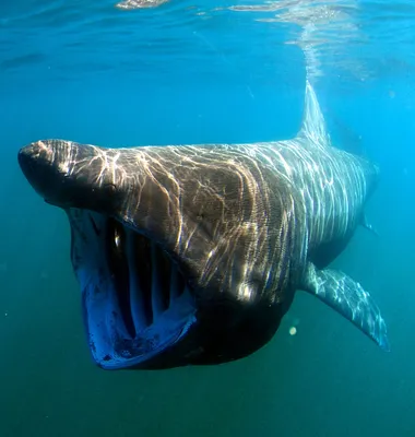 Гигантские акулы фото