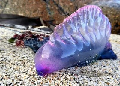 Гигантские медузы-убийцы приплыли на пляжи Британии | ForPost