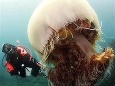 У западного побережья Японии собираются полчища гигантских медуз - KP.RU