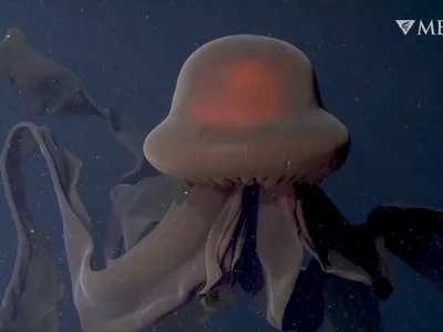 Редкая гигантская медуза попала на видео. Ее \"танец\" завораживает -  13.12.2021, Sputnik Кыргызстан