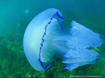 В Сети появились невероятные фото гигантской медузы — Наука и IT