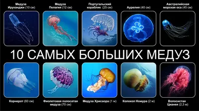 Живая Земля - Самой большой медузой в мире считается арктическая гигантская  медуза (Cyanea), обитающая в Северо-Западной Атлантике. Одна из таких  медуз, выброшенная на берег в Массачусетском заливе, имела диаметр колокола  2,28 метра,