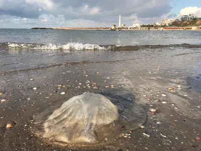 В Кирилловке продолжается нашествие гигантских медуз (Фото) | Суббота ПЛЮС