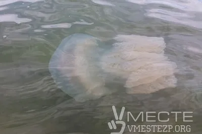 Гигантские медузы приближаются к побережью Франции | SLON