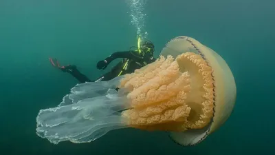 Гигантская медуза размером с человека | Север-Пресс