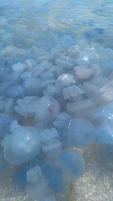Медуза гигант, молнии от медузы, т…» — создано в Шедевруме