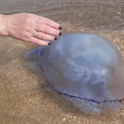 Гигантские медузы