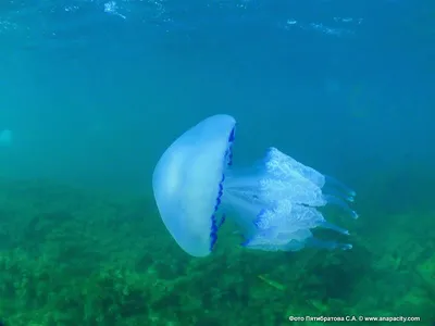 Нашествие медуз-великанов на Должанской косе: вес - до десяти килограммов,  а диаметр - до полуметра - KP.RU