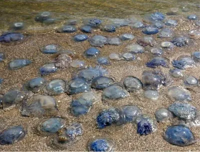Гигантская медуза, Сахалин | Пикабу