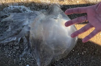 Одесский залив заполонили гигантские медузы (фото) - Одесская Жизнь