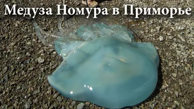 Гигантские медузы атаковали пляжи Одессы: полтысячи пострадавших