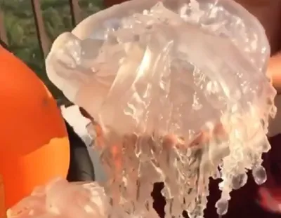 Гигантские медузы выбросились на берег Белого моря - 53 Новости