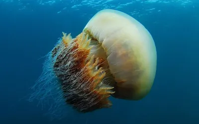 Цвет настроения синий. Чем опасны гигантские медузы из Черного моря? |  АиФ-Юг | Дзен