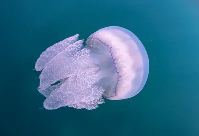 Погружение в мир медуз: в Калифорнии откроется огромный интерактивный  аквариум - ForumDaily