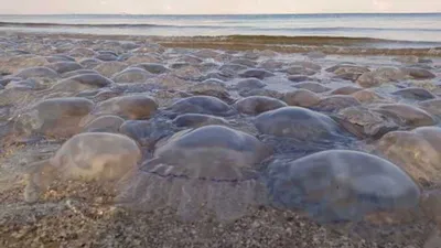 Медуза Номура. Гигантские медузы у берегов Владивостока. - YouTube
