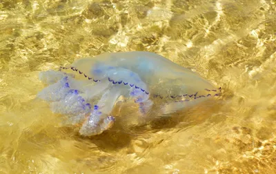 В Сети появились невероятные фото гигантской медузы — Наука и IT