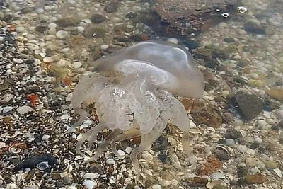 📷 Дайвинг с медузами-корнеротами