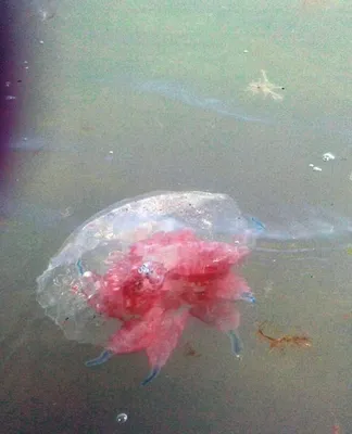 гигантские медузы стоковое изображение. изображение насчитывающей щупальца  - 14898659