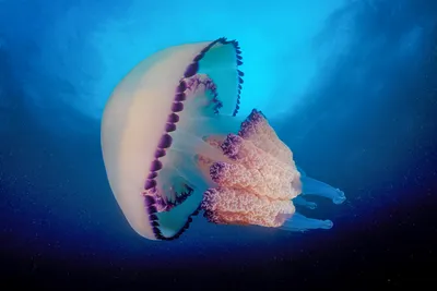 Гигантские медузы-корнероты атаковали Азовское море 10.08.2020 | Босиком с  рюкзаком | Дзен