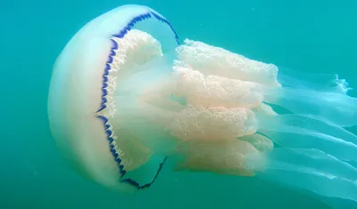 Гигантские медузы: в Кирилловке люди делают селфи с новыми жителями  Азовского моря (ФОТО) | Портал Акцент