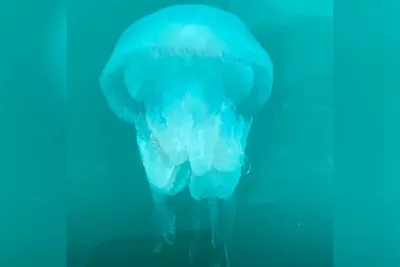 Океанолог Тина Молодцова: Напугавшие туристов в Сочи огромные медузы не  опасны