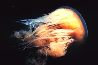 Гигантские медузы в черном море - 71 фото