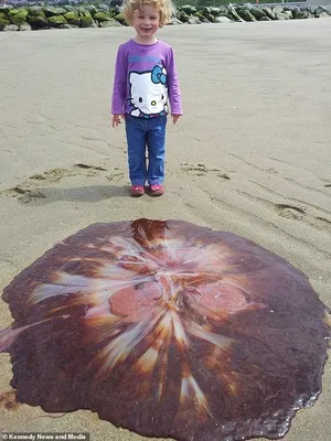 Гигантские медузы, который сели на мель на береге океана Стоковое Фото -  изображение насчитывающей океан, тварь: 155441294