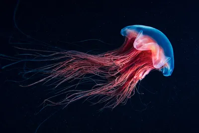 Побережье Азовского моря атаковали гигантские медузы