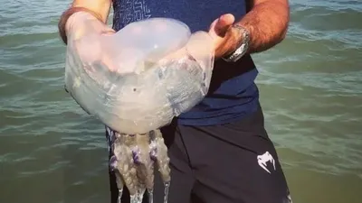 Одесские пляжи заполонили большие медузы (фото) | Новости Одессы
