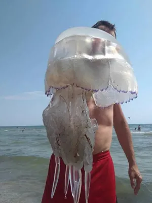 Смотри, в Кирилловке появились огромные медузы - Запорожье Vgorode.ua