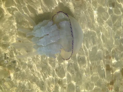 Эколог объяснил, насколько опасны напугавшие туристов в Сочи медузы-гиганты  - KP.RU