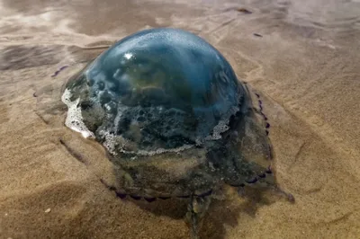 Азовское море и Таганрогский залив заполнили огромные медузы | ИА Красная  Весна