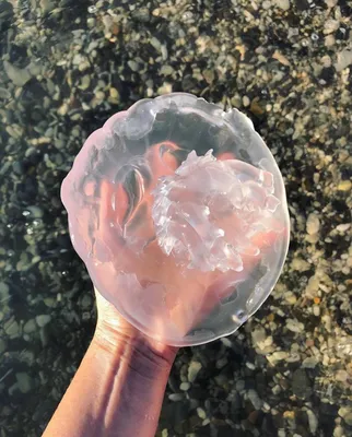 У побережья США появилась гигантская медуза - Российская газета