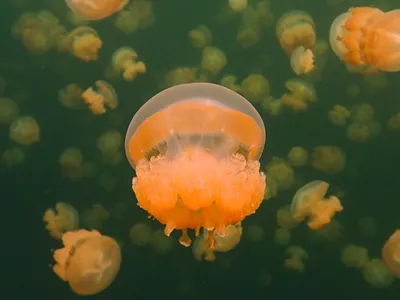 В Великобритании на пляж выбросило медузу-переростка