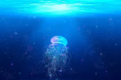 Скачать 1920x1080 гигантская медуза, тасмания, подводный мир обои, картинки  full hd, hdtv, fhd, 1080p