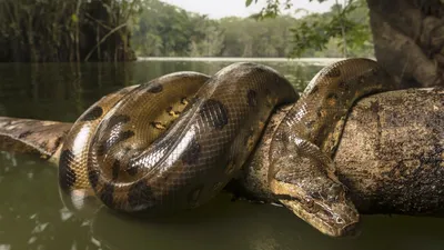 Самые БОЛЬШИЕ змеи в мире | Пикабу