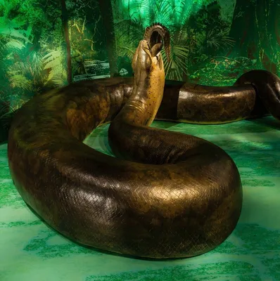 Самые большие змеи в природе - 73 фото