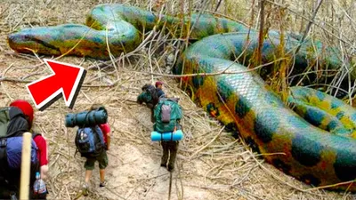 ТОП 10: Самые большие змеи в мире (Фото) - Телеграф