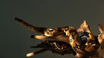 Самые большие змеи из когда-либо зарегистрированных (ФОТО)