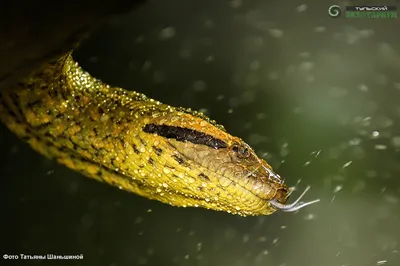 Гигантские змеи фэнтези - 52 фото
