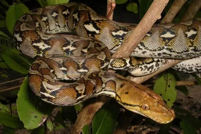 Самые большие змеи из когда-либо зарегистрированных (ФОТО)