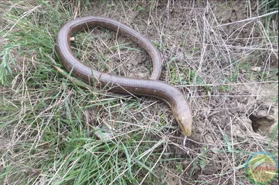 Север Омской области атакуют гигантские змеи - KP.RU