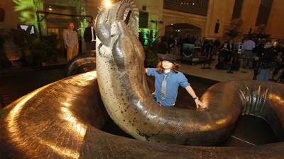 Самые большие змеи в мире - YouTube