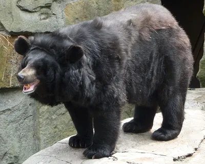 Гималайский медведь | Black bear, Bear, Animals