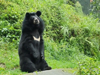 Sun Bathing (Asian Black Bear- Ursus thibetanus) | a99 + 70-… | Dr. Harout  Tanielian | Flickr