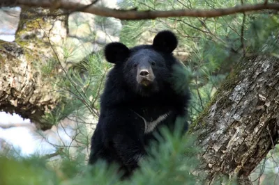 Гималайский Медведь, Тибетский Черный Медведь, Ursus Thibetanus Фотография,  картинки, изображения и сток-фотография без роялти. Image 49643787