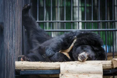 Уссурийский белогрудый (гималайский) медведь – Selenarctos (Ursus)  thibetanus ussuricus. Экспозиция Вольер медведей. Сахалинский  зооботанический парк.