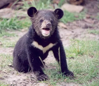 Гималайский медведь | zoo-ekzo.ru - Экзотические животные