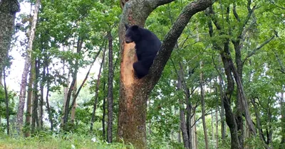 Гималайский медведь или уссурийский черный медведь Ursus thibetanus - Ozero  - российский фотосток