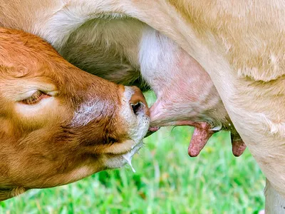 Гиперкератоз сосков вымени у высокопродуктивных молочных коров
